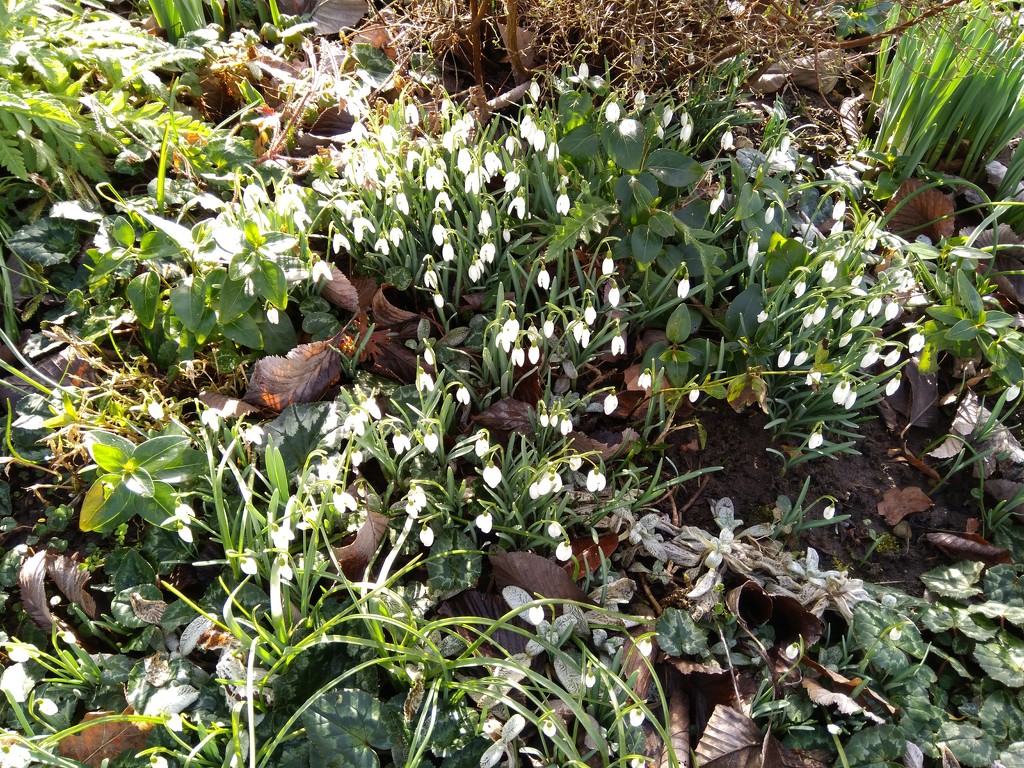 Snowdrops in our garden. by cpw