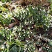 Snowdrops in our garden. by cpw