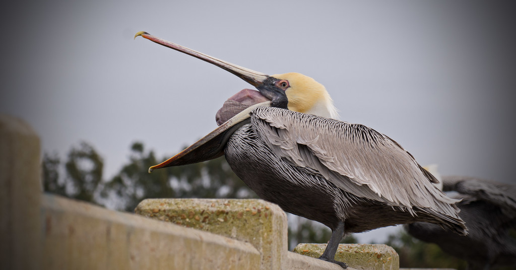 Pelican Icchhhhhh!!! by rickster549