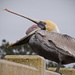 Pelican Icchhhhhh!!! by rickster549