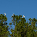 Egrets and One Blue Heron! by rickster549