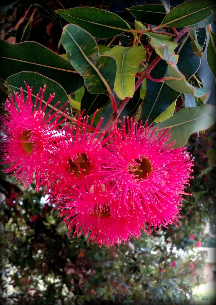 Gum blossoms by cruiser