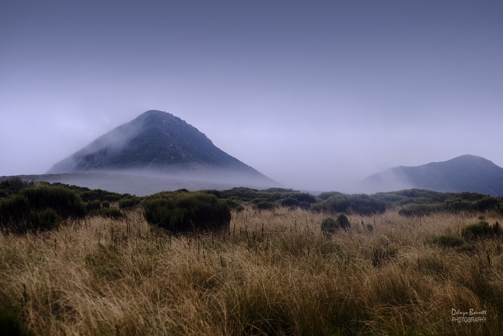 Alpine tussock and mist by dkbarnett