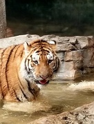 16th Feb 2018 - Tiger In The Water