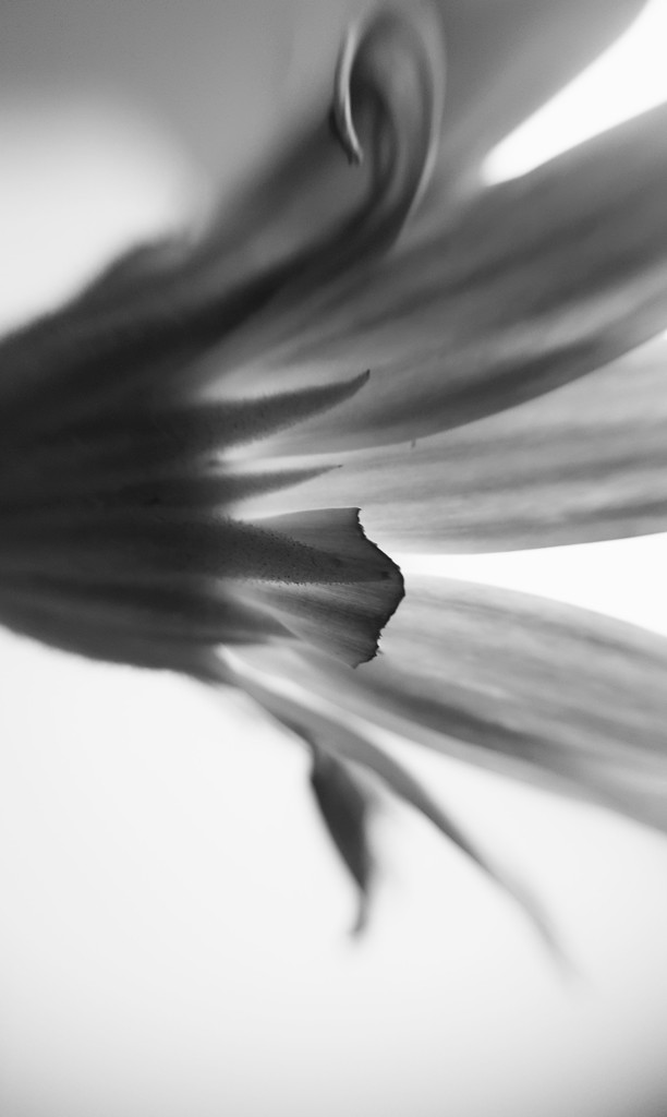 Broken petal by m2016