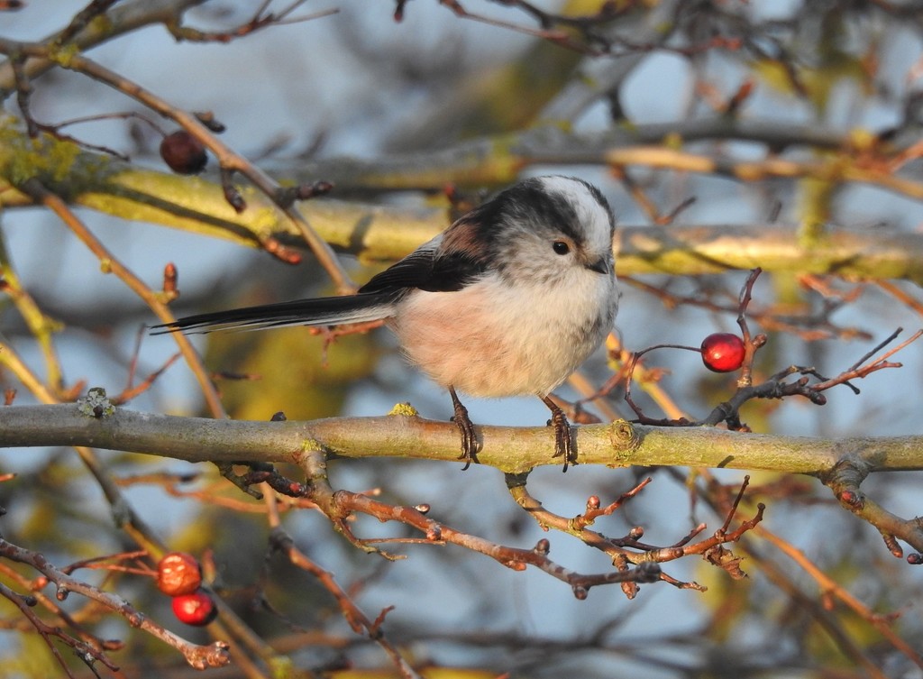 Long-Tailed Tit by oldjosh
