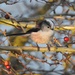 Long-Tailed Tit by oldjosh