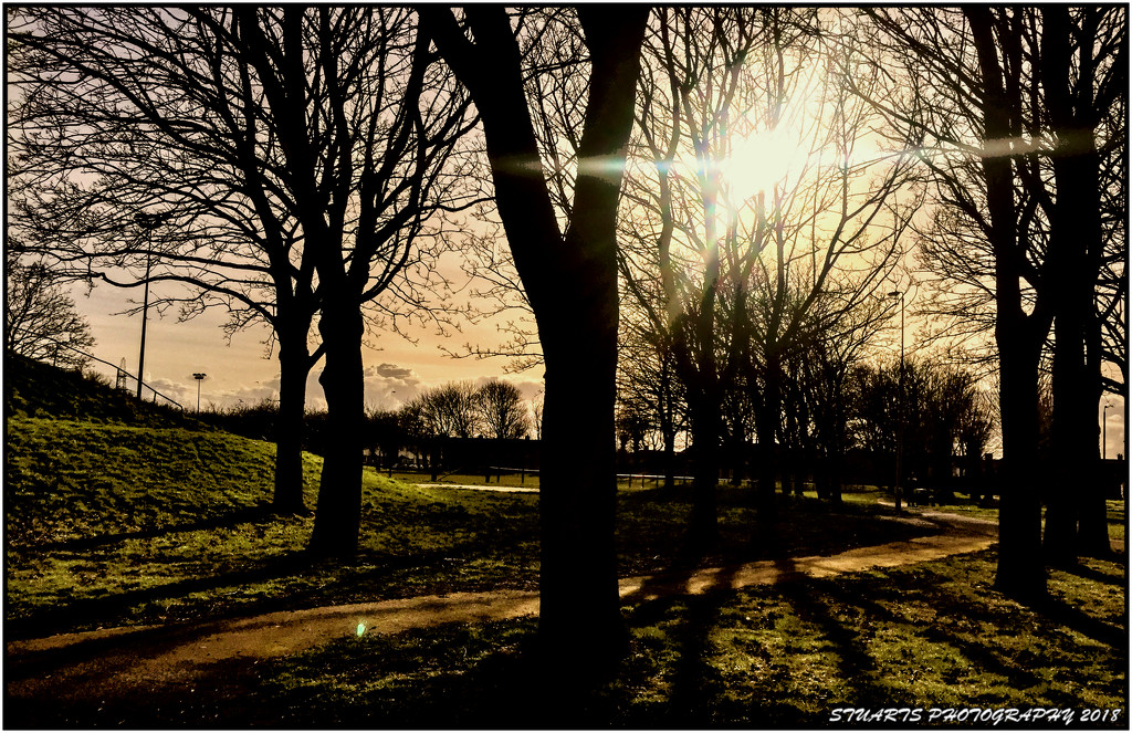 Sunrays through the trees by stuart46