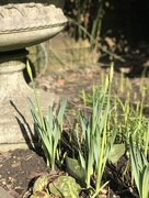 17th Feb 2018 - Daffodils