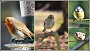 17th Feb 2018 - Some of today's birds