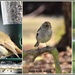 Some of today's birds by rosiekind