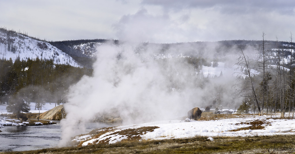 Bison Emerging from the Steam by jgpittenger