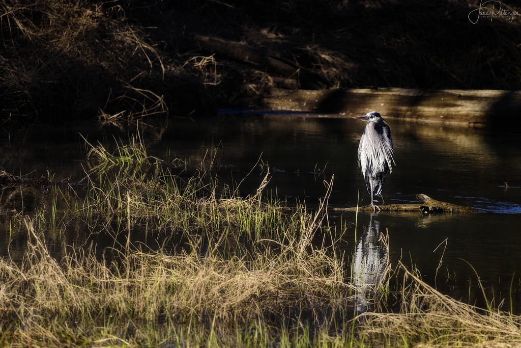 Blue Heron Standing On a Log  by jgpittenger
