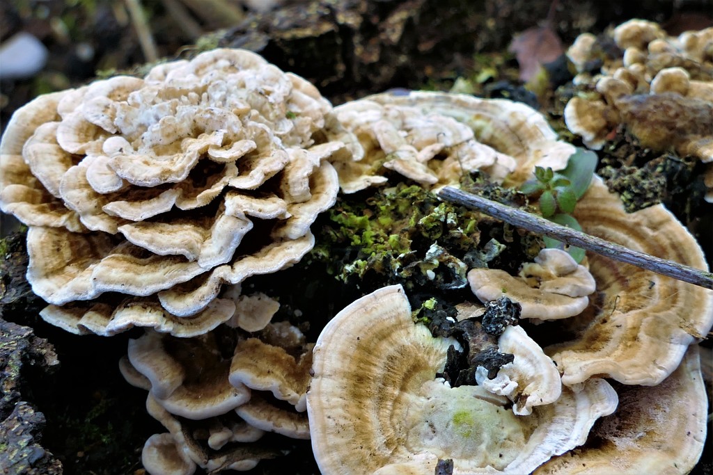 Flower Fungi by carole_sandford