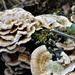 Flower Fungi by carole_sandford