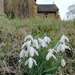 Snowdrops at Aylesby church by plainjaneandnononsense