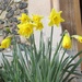 Daffodils by g3xbm