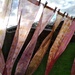Final stage for my eco-dyed and eco-printed silk scarves - they’ve been curing for a few weeks and now needed a wash in the washing machine followed by heat-setting with the iron. by cpw