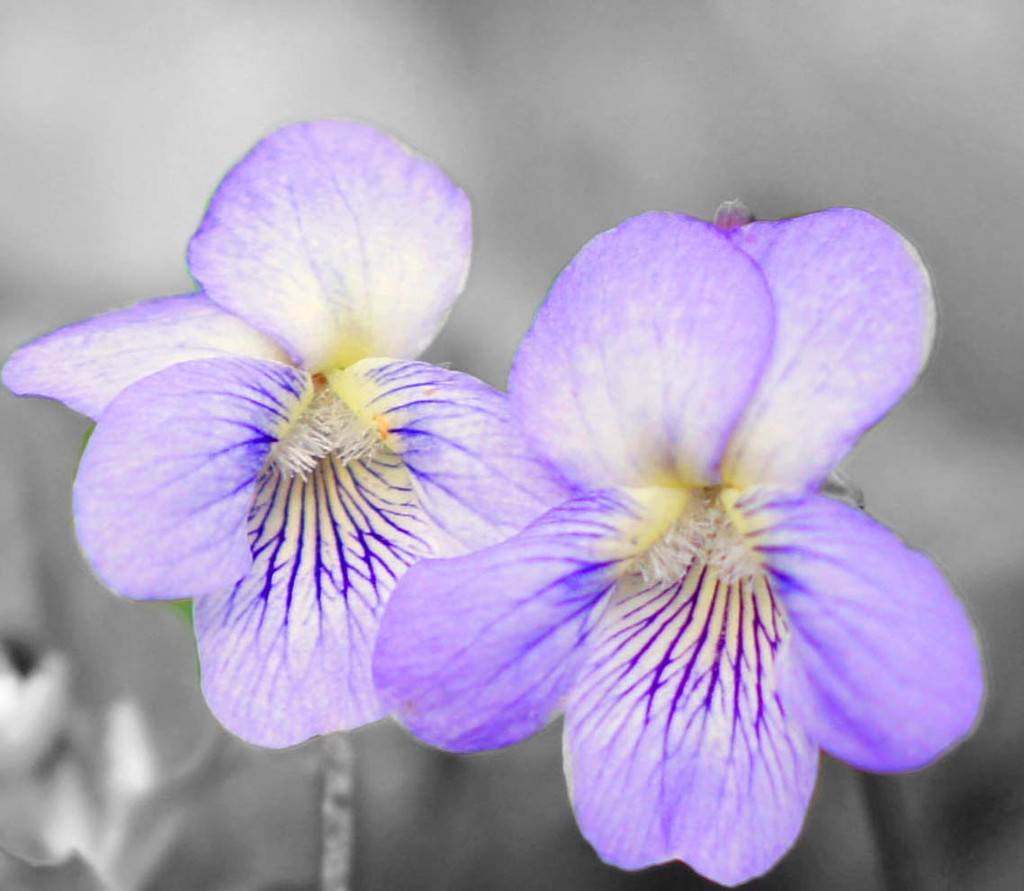 Viola... Violets by dmdfday