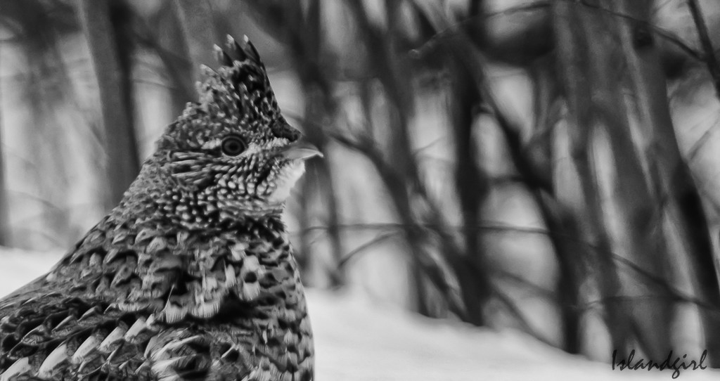 Ruffed Grouse  by radiogirl
