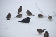 5th Feb 2018 - Starling Among Sparrows