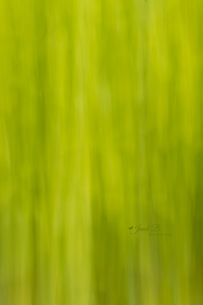 Yellow and Green by janetb