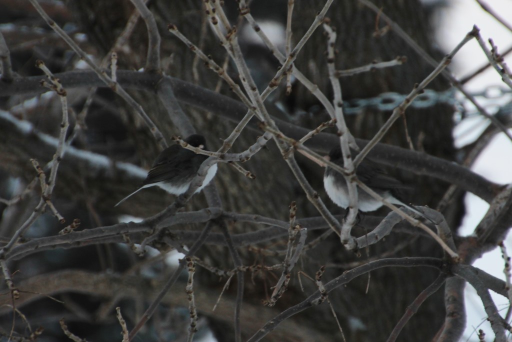 Pair of Juncos by bjchipman