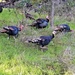 Wild turkeys by melinareyes