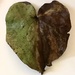 A Natural Heart by marilyn