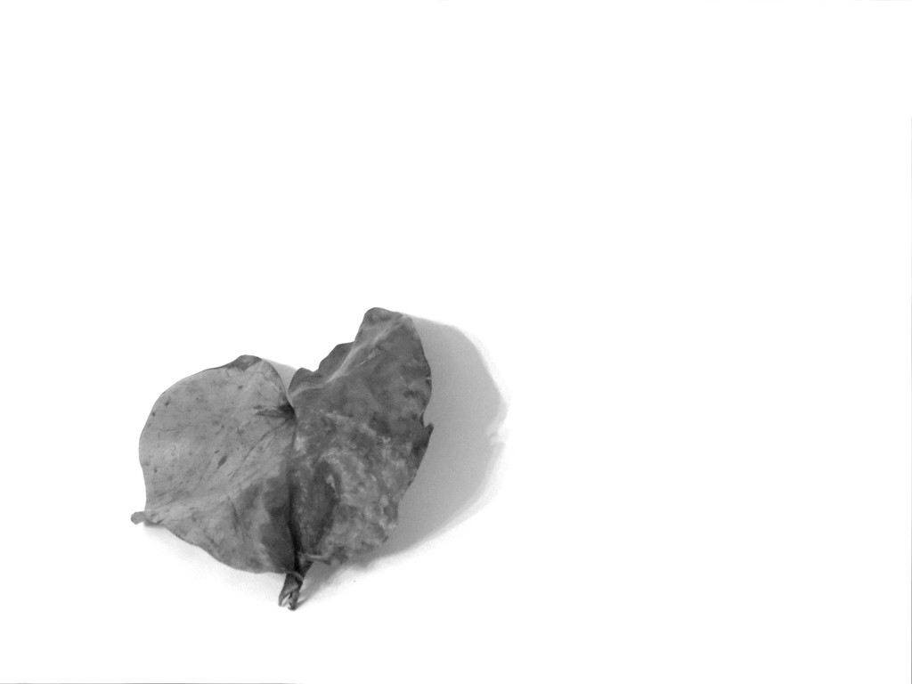"Leaf" Me Alone by grammyn