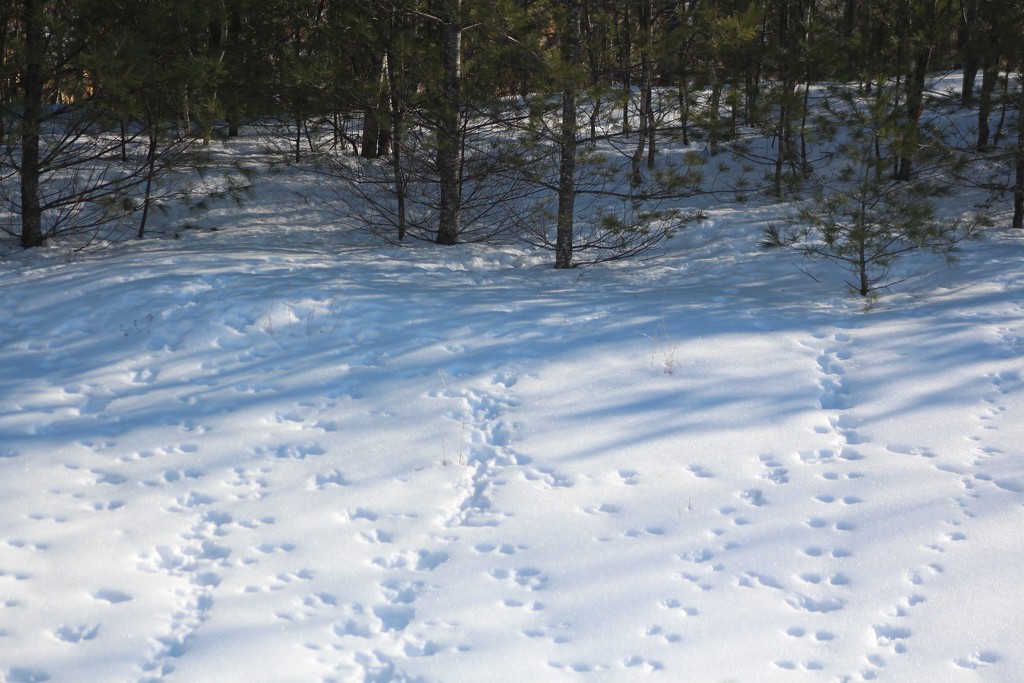 Squirrel Tracks by paintdipper