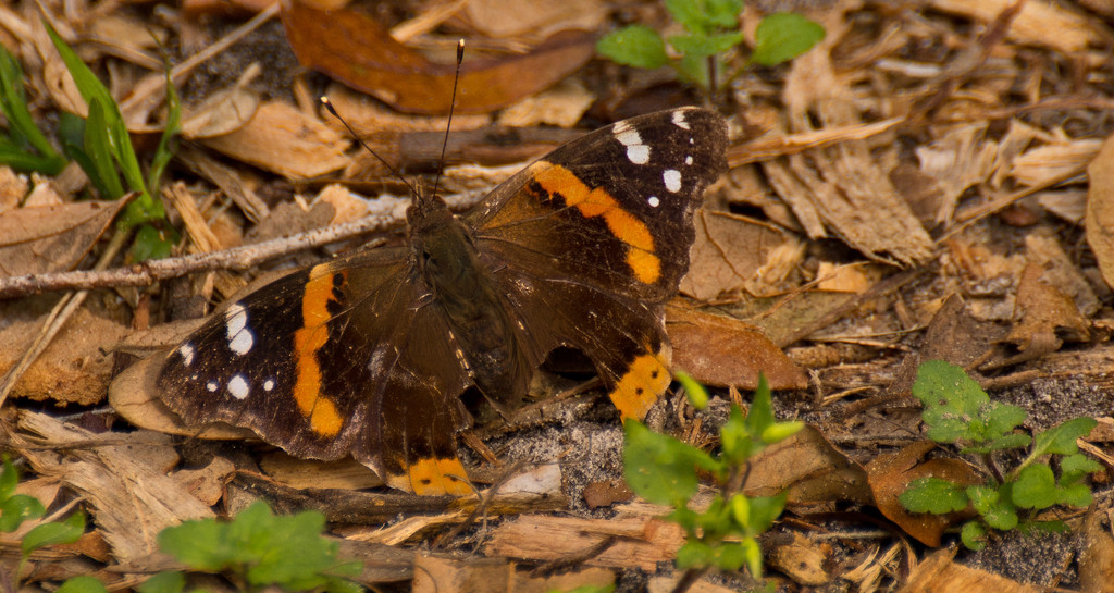 Red Admiral Butterfly! by rickster549