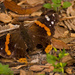 Red Admiral Butterfly! by rickster549