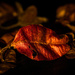 Memory of autumn by haskar