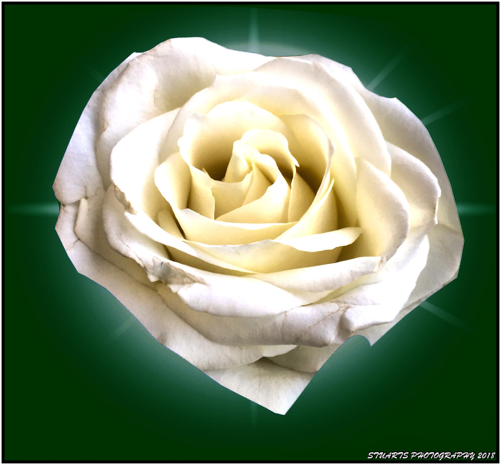 White rose by stuart46