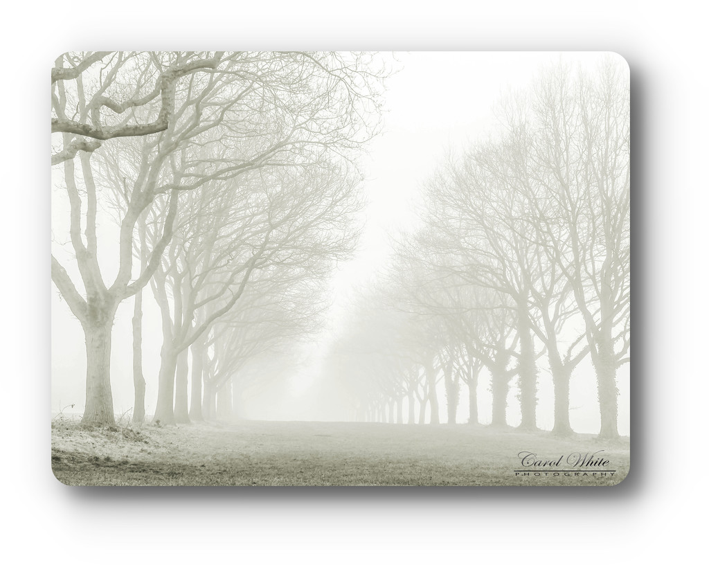 Foggy Morning by carolmw