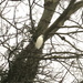 Tree Egret by davemockford