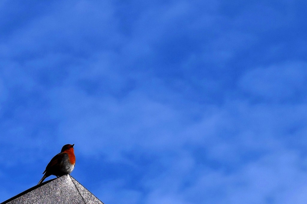 blue sky and robin by christophercox