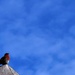 blue sky and robin by christophercox