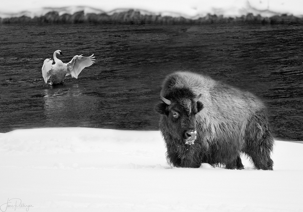 Bison and Trumpeter Swan by jgpittenger