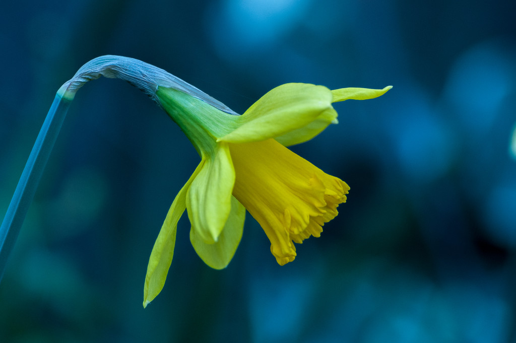 Daffodil by billyboy