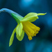 Daffodil by billyboy