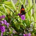 Madeira Red Admiral by orchid99