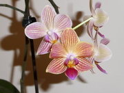 18th Feb 2018 - Long Lasting Orchid
