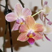 Long Lasting Orchid by susiemc