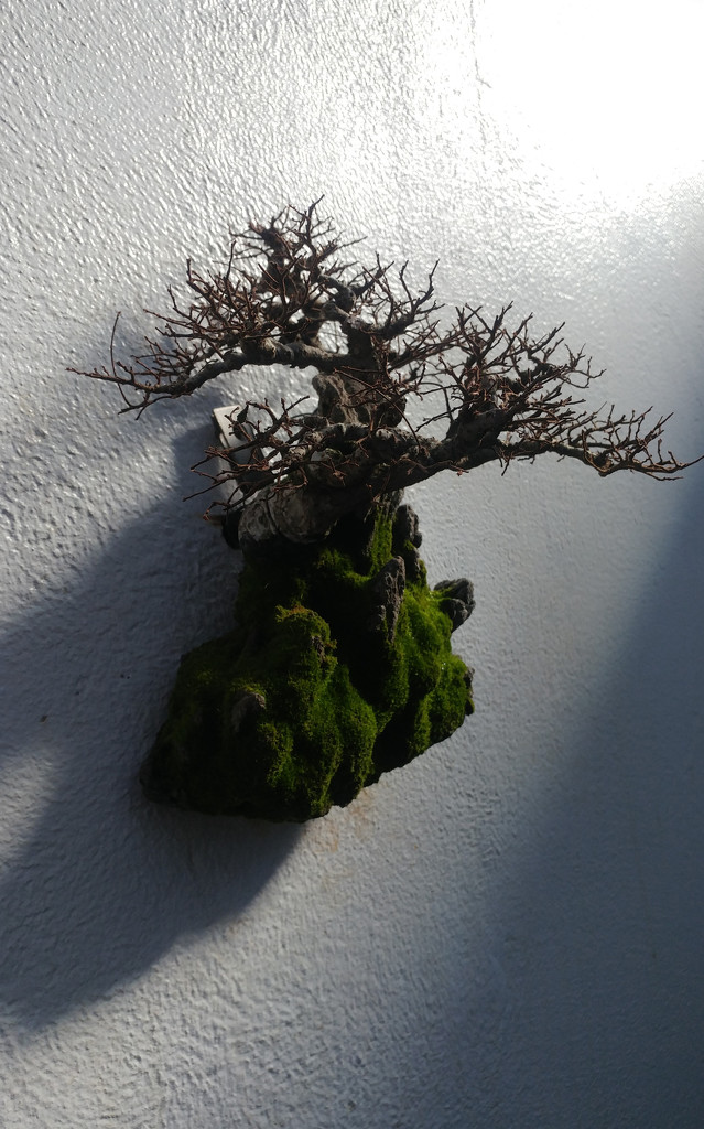 Sleeping bonsai on the wall. by hellie