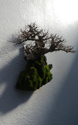 18th Feb 2018 - Sleeping bonsai on the wall.