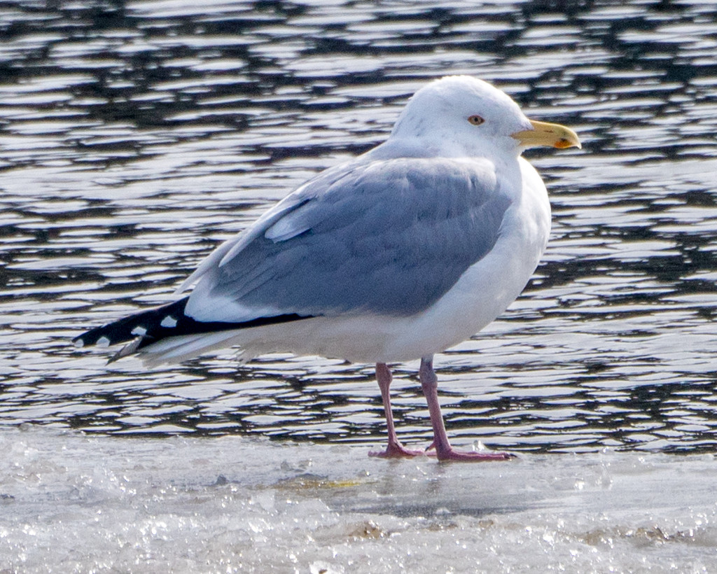 Gull on Ice by rminer