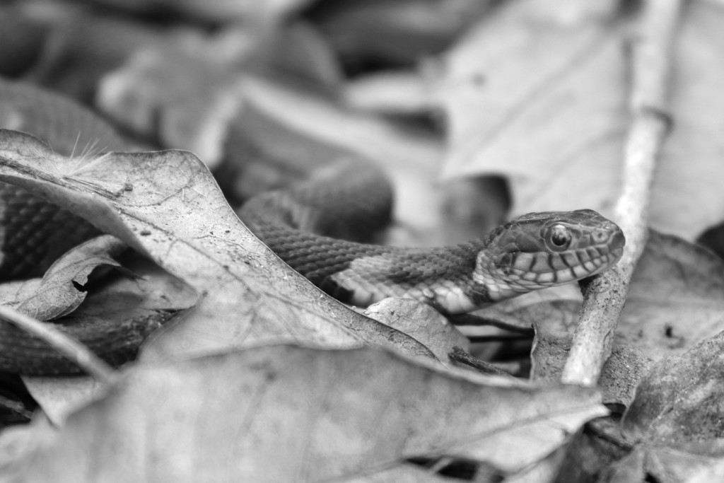 A snake! by ingrid01