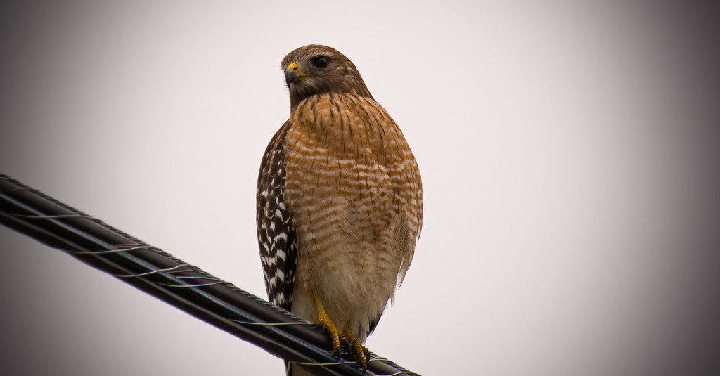 Red Shouldered Hawk Looking Over His Terriitory! by rickster549
